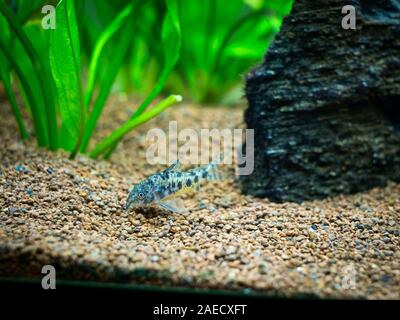 Fleckige corydora (corydora paleatus) in ein Aquarium Stockfoto