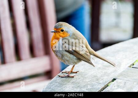 Ein frecher robin, der auf einem Tisch im Garten sitzt, vielleicht auf der Suche nach Käfern oder einfach nur gesellig ist, London UK Stockfoto