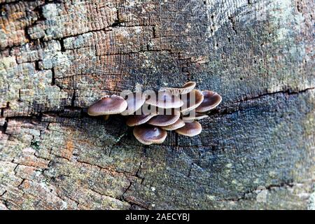 Pilz wächst aus einem Riss in einer gefallenen Baumstumpf Stockfoto