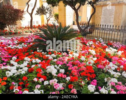 Bunte Park am Barrakka Gärten in Valletta mit wenig Palm Tree, Malta Stockfoto
