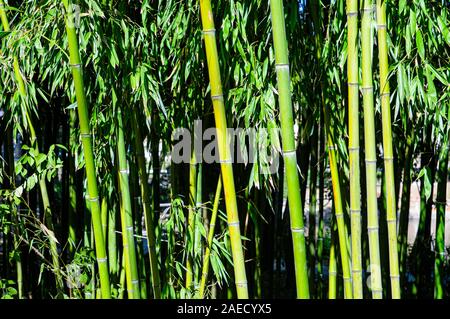 Nahaufnahme von Bambus Pflanzen in einem Hain. Bei Aveiro City Park, Aveiro, Portugal fotografiert. Stockfoto