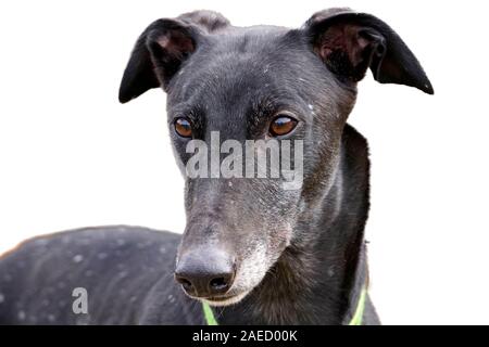 Ein Porträt von einem Erwachsenen schwarzer Windhund mit markanten weißen Flecken im Fell bekannt als Schneeflocke Stockfoto