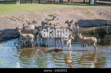 Rotwild im See schwimmen am Morgen bei Sonnenaufgang im Nationalpark Stockfoto