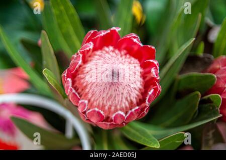 Die Blütezeit des Königs Protea (Protea Cynaroides) var in einem Garten. In Aveiro, Portugal fotografiert. Stockfoto