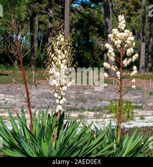 Nahaufnahme einer Blüte Yucca (Yucca Filamentosa) in Sao Jacinto Naturschutzgebiet am Ufer der Lagune von Aveiro, Portugal Stockfoto