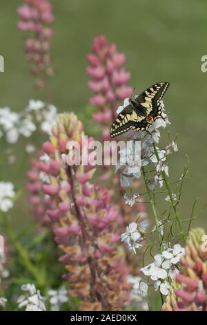 Englisch Schwalbenschwanz Schmetterling (Zygaena Filipendulae britannicus) ruht auf Garten Blumen, Norfolk Broads, England, Vereinigtes Königreich Stockfoto