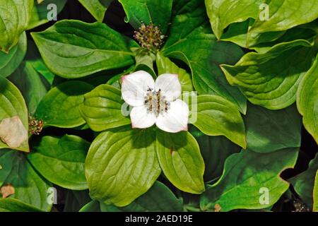 Cornus canadensis (Kanadische Zwerg cornel) ist eine mehrjährige Pflanze, die in Ostasien und Nordamerika, wo er bewohnt montane und borealen Wäldern. Stockfoto