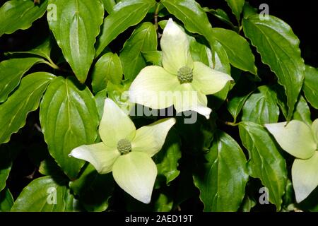 Cornus kousa (Chinesischer hartriegel) ist eine Laubbaum native nach Ostasien einschließlich Korea, China und Japan. Stockfoto