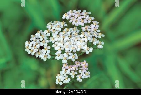 Blütenstand der blühenden weißen Schafgarbe Blumen hautnah. Achillea millefolium, Schafgarbe oder Common Yarrow, ist eine Heilpflanze in der Familie der Asteraceae Stockfoto
