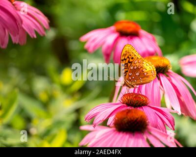 Hinterleuchtete große Spangled fritillary Schmetterling, Speyeria Cybele; aka silverspots, die bestäubung einer nativen Wildflower, ein sonnenhut Echinacea purpurea Stockfoto