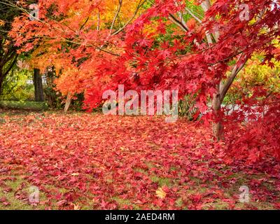 Bunte helles gold, gelb, orange und rote japanische Ahorn Blätter auf den Bäumen (Acer palmatum) und auf dem Gras auf einer Herbst Tag verstreut. Croton-on-Hudson, West Stockfoto