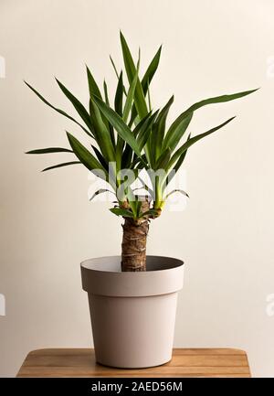 Yucca Zuckerrohr Anlage close-up in einem Topf auf einem weißen Hintergrund. Yucca Transplant zu Hause. Stockfoto