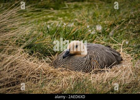 Erwachsene Frau Upland Goose Verschachtelung auf Sea Lion Island, Falkland Inseln, Süd Atlantik Stockfoto