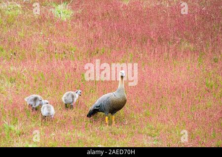 Nach Upland Goose mit drei Gänschen auf West Point Island, Falkland Inseln, Süd Atlantik Stockfoto