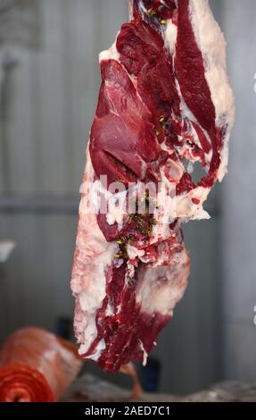 Wespen Fütterung mit rohem Fleisch in Zentralasien Stockfoto