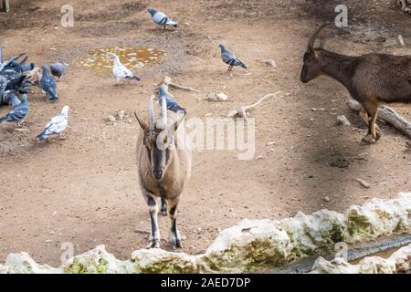 Eine Familie von Bergziegen in künstlichen Berg in Athen Park Zoo Stockfoto