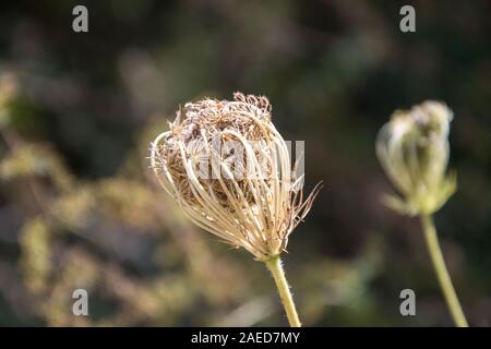 Möhre oder ein Queen Anne's Lace, Daucus carota Bud in einer Wiese, vollständig geschlossener Blütenkopf mit Samen, braune Blätter Stockfoto