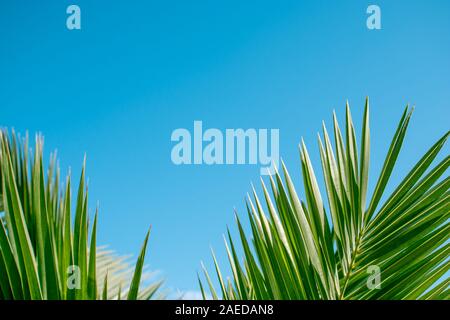 Grüne Palmenblättern an einem sonnigen Tag gegen den blauen Himmel. Wallpaper Vorlage Stockfoto