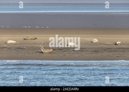 Seehunde Ausruhen in der Sonne auf einer Sandbank in der Elbmündung Stockfoto