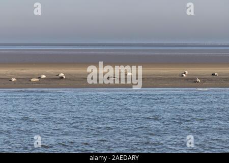 Seehunde Ausruhen in der Sonne auf einer Sandbank in der Elbmündung Stockfoto