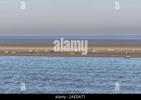 Seehunde Ausruhen in der Sonne auf einer Sandbank in der Elbmündung Stockfoto