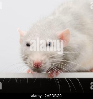 Fang von einer weißen Ratte close-up. Silber Ratte direkt auf die Linse der Kamera. Stockfoto