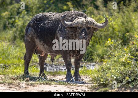 Afrikanische Büffel (Cyncerus Caffer) Ochsen Männliche Stier nach dem Baden im Wasserloch im Krüger Nationalpark, Südafrika Stockfoto