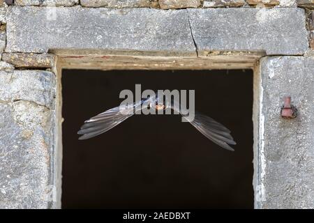 Rauchschwalbe (Hirundo rustica) Vogel fliegen durch den Stein Fenster von nistplatz im alten Gebäude auf der Farm Stockfoto