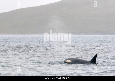 Killer Whale, Orcinus orca, Jagd Dichtung in Dury Voe, Shetland Inseln im Nordatlantik. Stockfoto