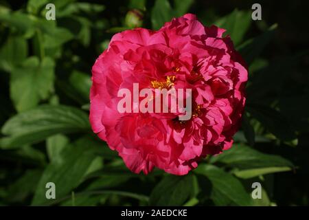 Paeonia lactiflora Goody. Doppel crimson Pfingstrose. Paeonia lactiflora (Chinesische Pfingstrose oder gemeinsamen Garten päonie). Eine Blume Stockfoto