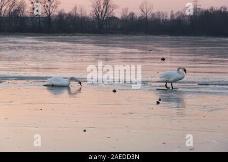 Wilde Schwäne Wandern auf Eis im See am Sonnenuntergang. Schöne weisse Vögel im Winter auf gefrorenem Wasser Teich Oberfläche Stockfoto