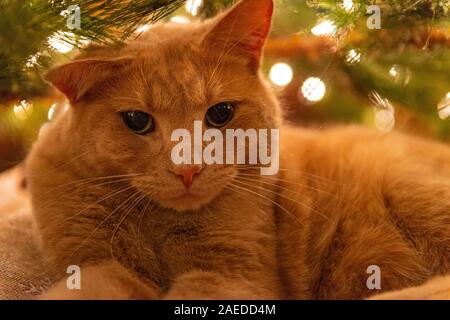 Eine orange Tabby inländischen Kurzhaarkatze legt unter einen beleuchteten Weihnachtsbaum. Stockfoto
