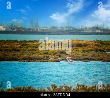 Eine Gruppe von rosa Flamingos zu Fuß im Wasser des Mittelmeers auf der Insel Sardinien, Italien. Hinter Ihnen liegt die Stadt Cagliari. Stockfoto