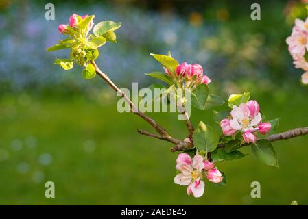 Bramley-Apfel (Malus domestica) Blühen Sie in einem Vorstadtgarten in Südengland Stockfoto