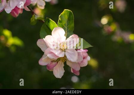 Bramley-Apfel (Malus domestica) Blühen Sie in einem Vorstadtgarten in Südengland Stockfoto