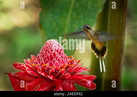 Lange-billed Eremit - Phaethornis longirostris große Kolibri auf der roten Blüte, Bewohner Züchter aus Mexiko Süd nach Ecuador, bekannt als die westlichen Stockfoto