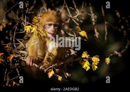 Barbary macaque - Macaca sylvanus auch Barbary ape oder magot, im Atlasgebirge von Algerien und Marokko gefunden zusammen mit einer kleinen Bevölkerung von Unce Stockfoto