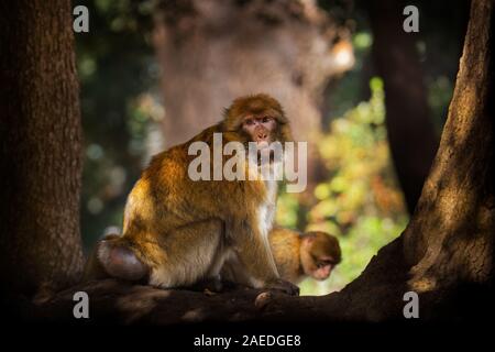 Barbary macaque - Macaca sylvanus auch Barbary ape oder magot, im Atlasgebirge von Algerien und Marokko gefunden zusammen mit einer kleinen Bevölkerung von Unce Stockfoto