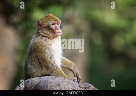 Barbary macaque - Macaca sylvanus auch Barbary ape oder magot, im Atlasgebirge von Algerien und Marokko gefunden zusammen mit einer kleinen Bevölkerung von Unce Stockfoto