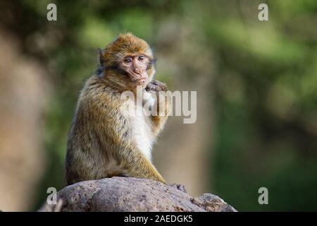 Barbary macaque - Macaca sylvanus auch Barbary ape oder magot, im Atlasgebirge von Algerien und Marokko gefunden zusammen mit einer kleinen Bevölkerung von Unce Stockfoto