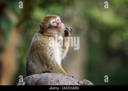 Barbary macaque - Macaca sylvanus auch Barbary ape oder magot, im Atlasgebirge von Algerien und Marokko gefunden zusammen mit einer kleinen Bevölkerung von Unce Stockfoto