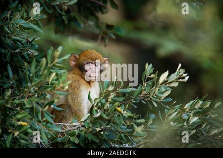 Barbary macaque - Macaca sylvanus auch Barbary ape oder magot, im Atlasgebirge von Algerien und Marokko gefunden zusammen mit einer kleinen Bevölkerung von Unce Stockfoto