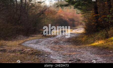 Wildschwein Familie Kreuz den Waldweg am Morgen Stockfoto