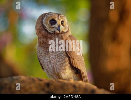 Afrikanische Wood-Owl - Strix woodfordii typischen braunen Eule aus der Gattung Strix in der Familie Strigidae, die in sub-Saharan Afrika weit verbreitet ist. Stockfoto