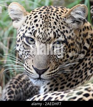 Nahaufnahme Porträt einer weiblichen Leopard (Panthera pardus). Serengeti National Park, Tansania. Stockfoto