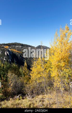 Bunte Herbst Aspen auf Mt. Lemmon, Santa Catalina Mountains, Coronado National Forest, Tucson, Arizona, USA Stockfoto