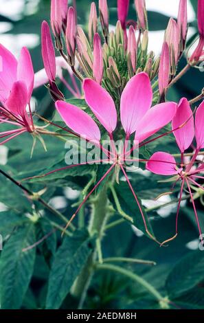Cleome hassleriana oder Cleome spinosa Gärten Spider Anlage. Eine Nahaufnahme eines jährlichen Anlage, die sich am besten in der vollen Sonne und ist Winterharte frost Ausschreibung Stockfoto