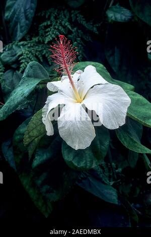 Hibiscus waimeae ist ein großer Strauch oder kleiner Baum und ist immergrün. Es produziert einsamen weißen Blüten im späten Frühjahr bis in den späten Sommer und ist frostbeständig Angebot Stockfoto