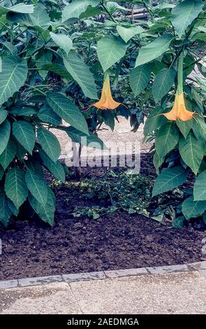 Datura suaveolens Brugmansia suaveolens ein Strauch oder kleiner Baum, der im Sommer Herbst hat weiß gelb oder rosa Blüten. Ist immergrün und Frost. Stockfoto