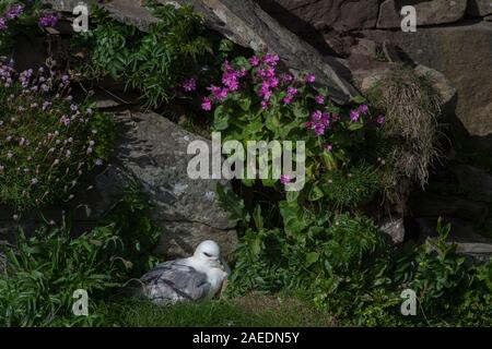 Eissturmvogel (Fulmaris glacialis), sitzend auf einem Felsvorsprung in der Nähe von Campion rot (Silene dioica) Shetland Schottland Stockfoto